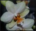 phalaenopsis13.JPG