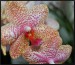 phalaenopsis15.JPG