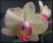 phalaenopsis19.JPG