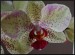 phalaenopsis20.JPG