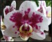 phalaenopsis29.JPG
