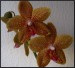 phalaenopsis36.JPG