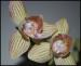 phalaenopsis2.jpg