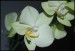 phalaenopsis4.jpg
