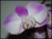 phalaenopsis5.jpg